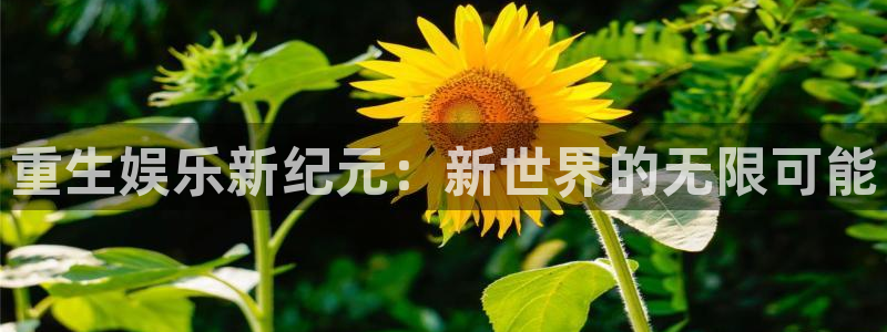 okooo澳客官网入口：重生娱乐新纪元：新世界的无限可能