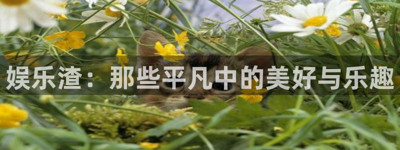 okooo澳客体育网页版入口：娱乐渣：那些平凡中的美好与乐趣